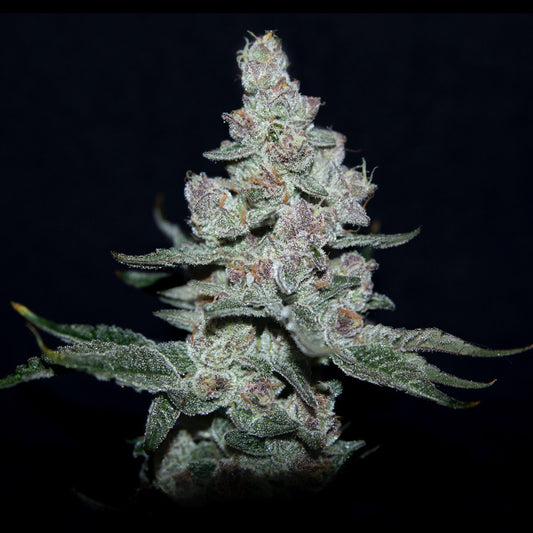 Fire’n Ice (Runtz x 2 Scoops (Grape Sherbet x Orange Sherbet)) 3-Pack