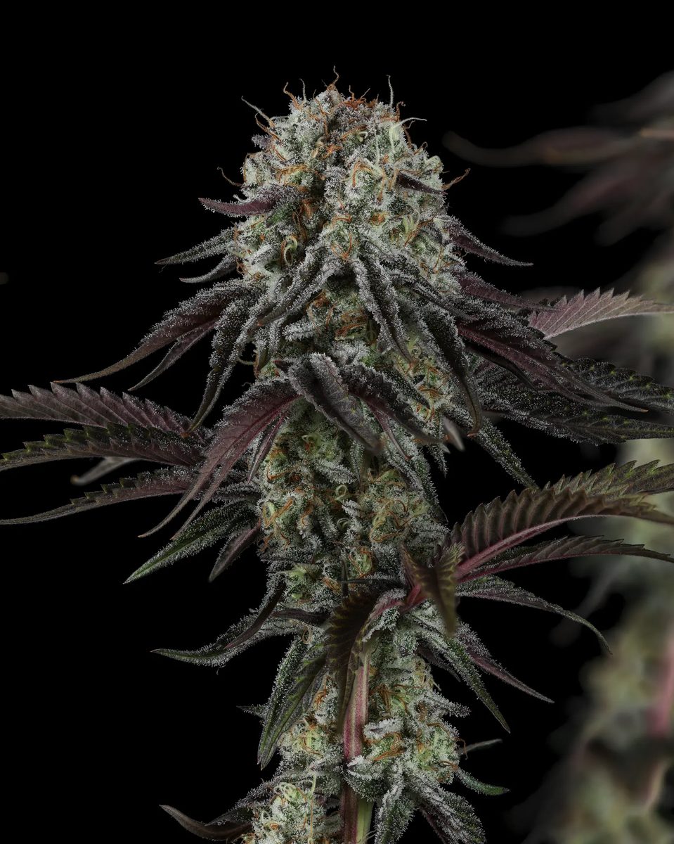 Cherry Punch x WB Bubba 5 seeds