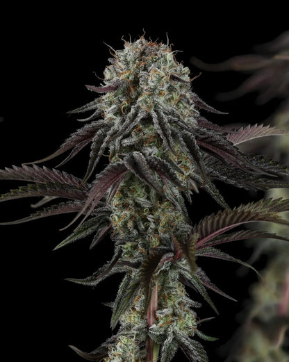 Cherry Punch x WB Bubba 5 seeds