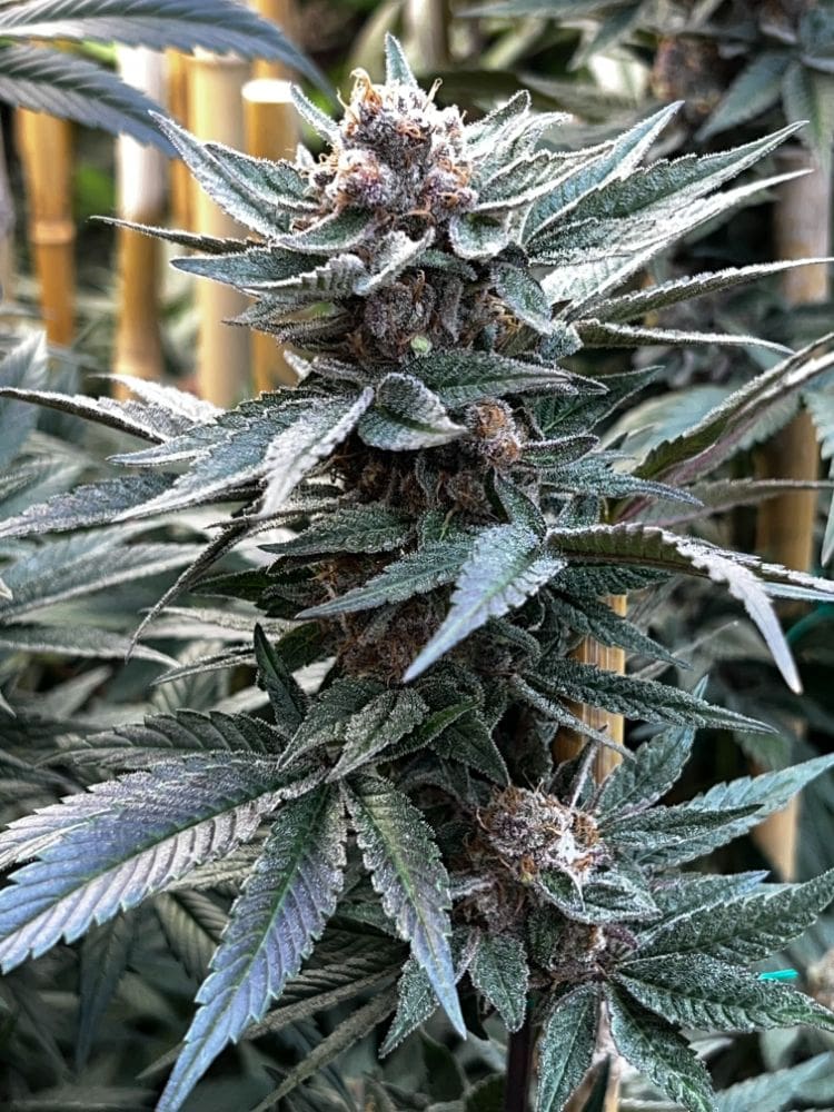 Forbidden Boogie - Mosca Collab (Forbidden Zkittlez x Raspberry Boogie) 3 seeds