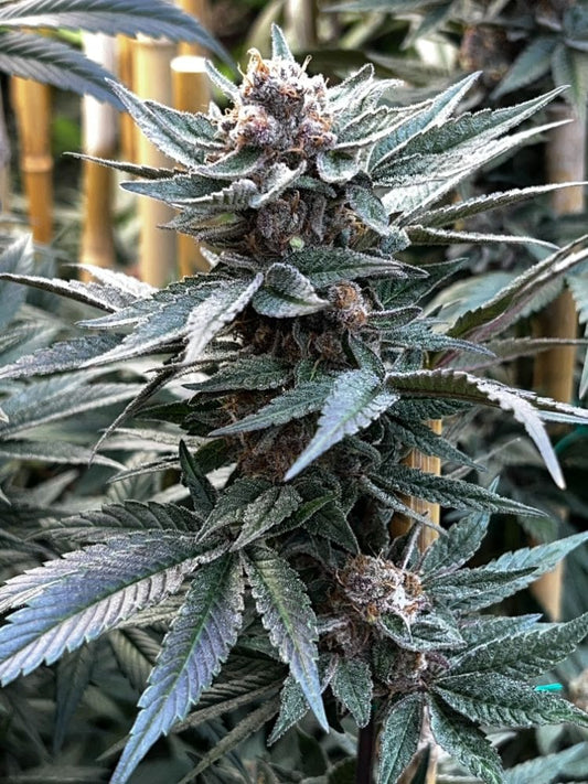 Forbidden Boogie - Mosca Collab (Forbidden Zkittlez x Raspberry Boogie) 3 seeds