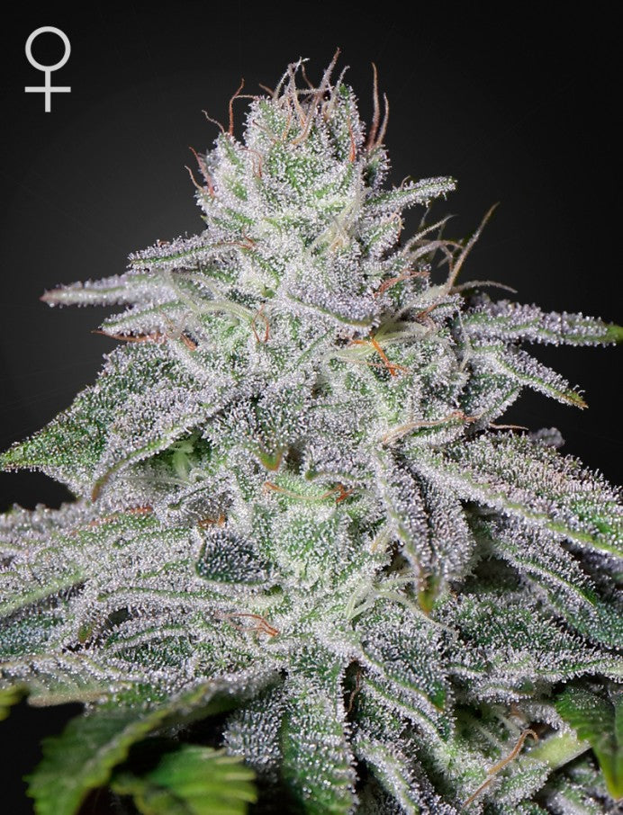 Franco´s Lemon Cheese (Super Lemon Haze x Exodus Cheese) 5 seeds