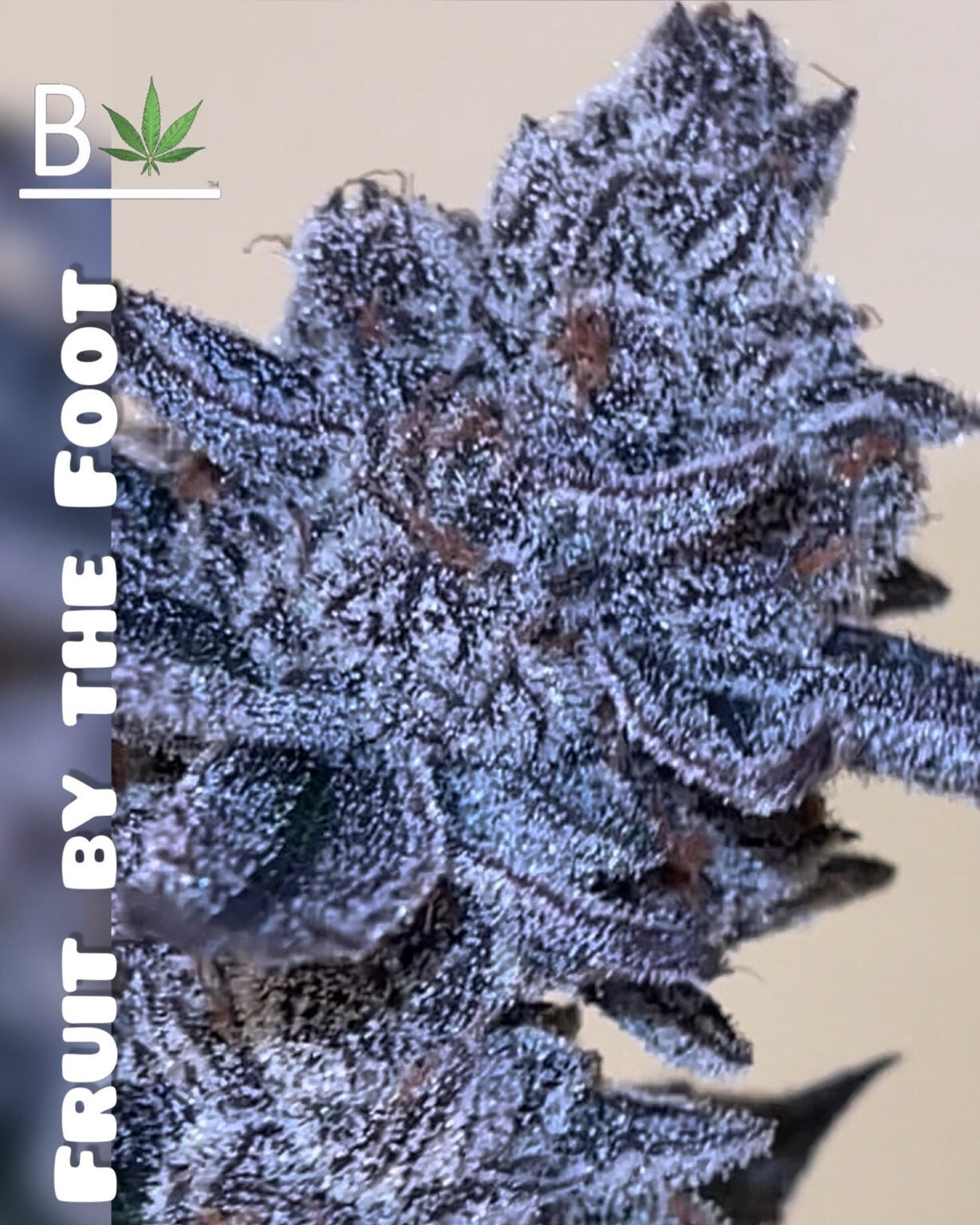 Fruit by the Foot (Gucci Fruit x White Truffle) 3+1 seeds - Solfire Collab