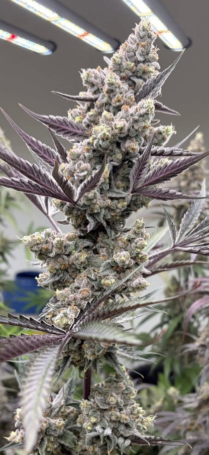 Blue Berrymore x Devil Driver S1 FEM 10 seeds + 3 Blue Berrymore FEM Freebies