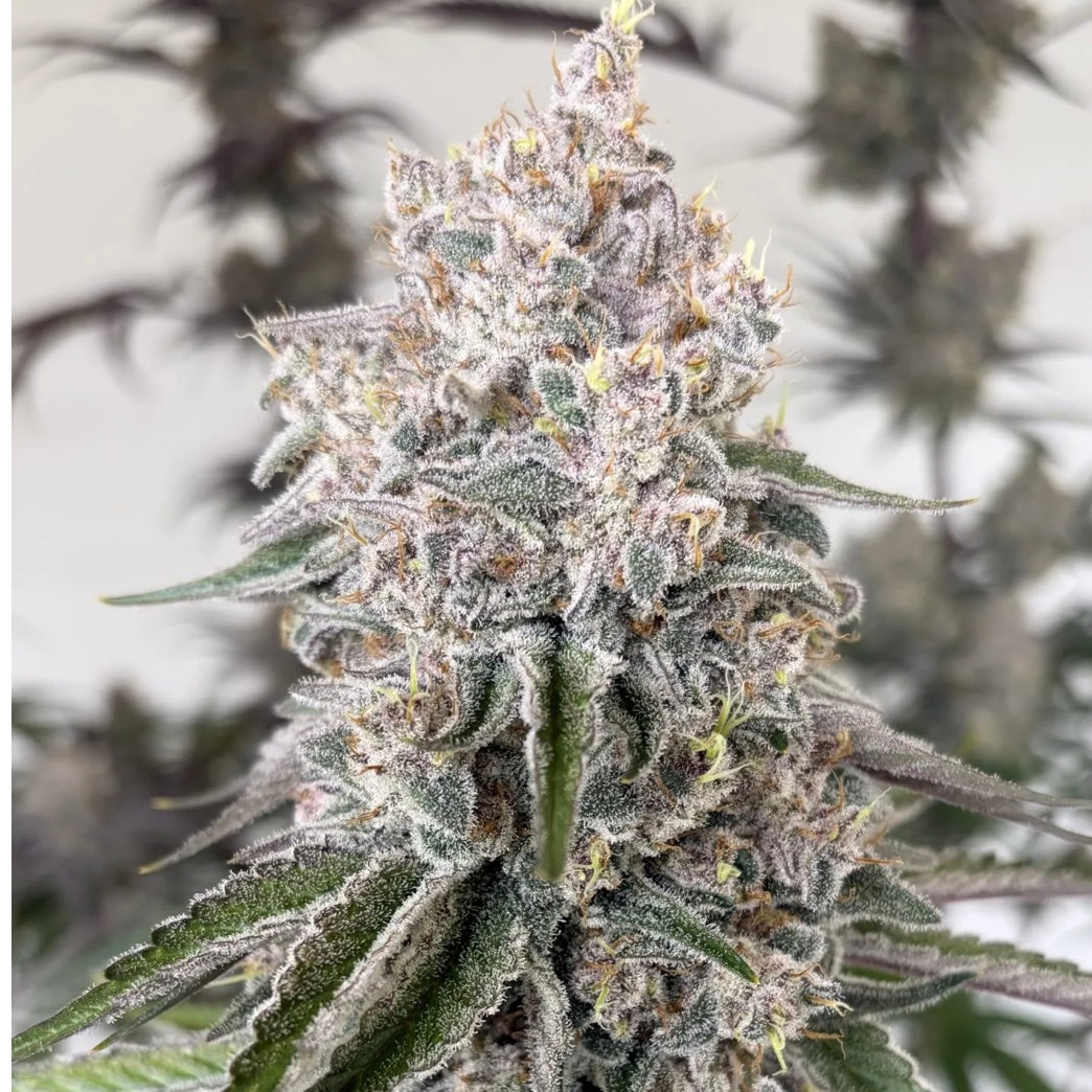 Blue Berrymore x Devil Driver S1 FEM 10 seeds + 3 Blue Berrymore FEM Freebies