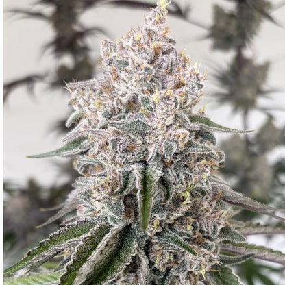 Blue Berrymore x Devil Driver S1 FEM 10 seeds + 3 Blue Berrymore FEM Freebies