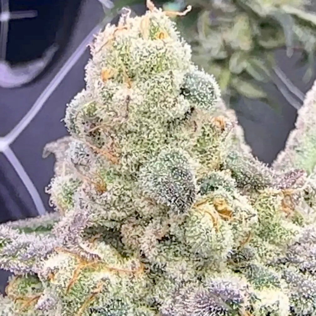 CAP Driver (CAP Junky x Devil Driver S1) FEM 10 seeds + 3 Blue Berrymore FEM Freebies