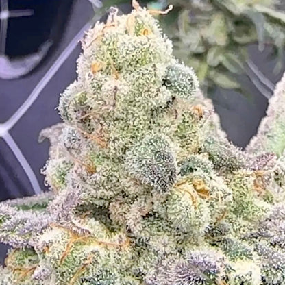 CAP Driver (CAP Junky x Devil Driver S1) FEM 10 seeds + 3 Blue Berrymore FEM Freebies