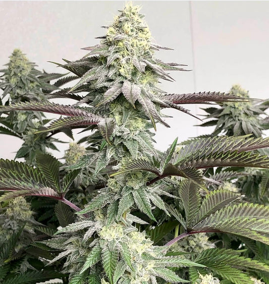Skywalker OG x Devil Driver S1 FEM 10 seeds + 3 Blue Berrymore FEM Freebies