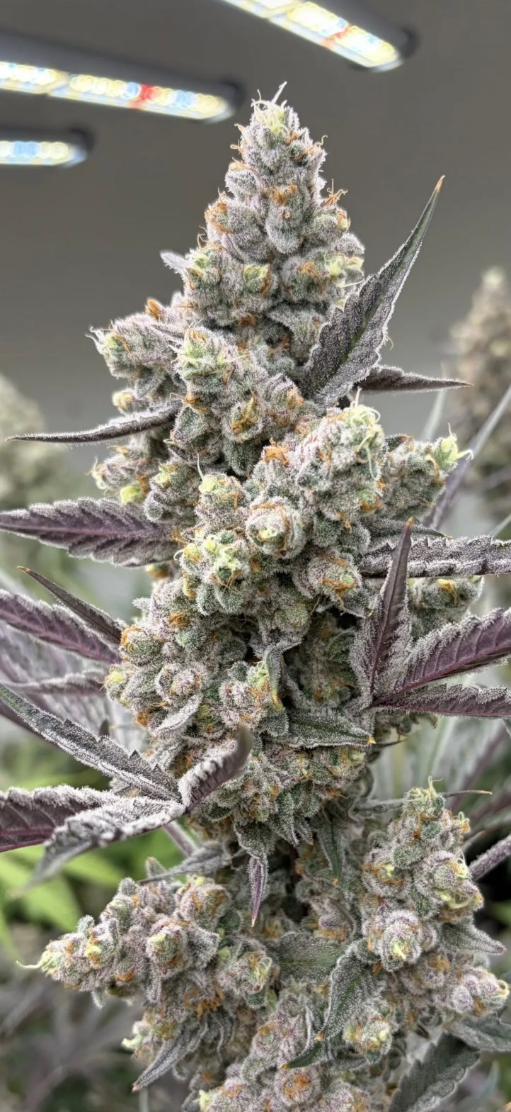 Blue Berrymore x Devil Driver S1 FEM 10 seeds + 3 Blue Berrymore FEM Freebies