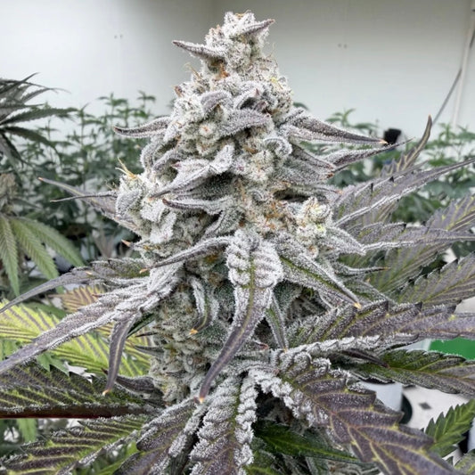 Double Stuffed x Devil Driver S1 FEM 10 seeds + 3 Blue Berrymore FEM Freebies
