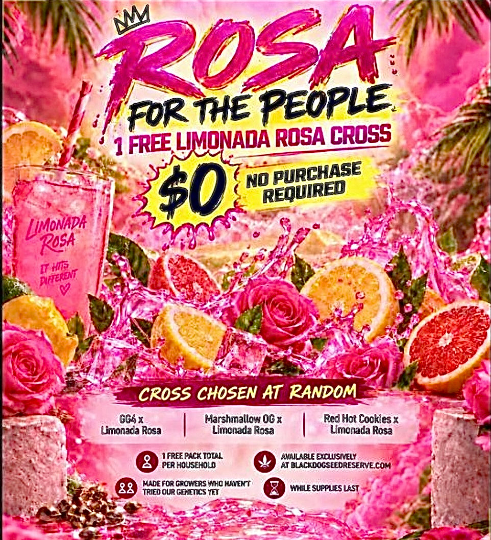 Rosa for the People//(Marshmallow OG x Limonada Rosa) 1 per household