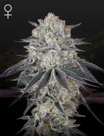 FULLGAS! (EXODUS CHEESE X SHERBERT OG) 5-Pack