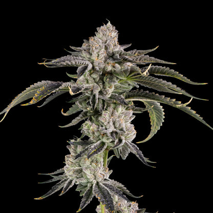 Gridlock (True OG x Zangria) 3 seeds