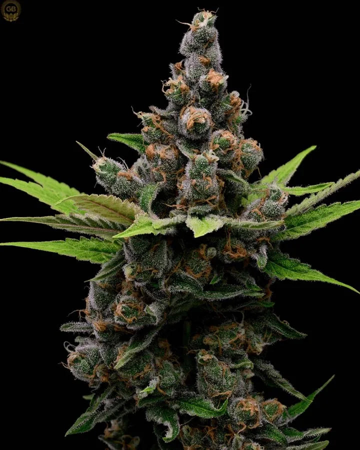 Guava Slushy (Guava Fig x Hazy Kush) 5 seeds + 2 freebies