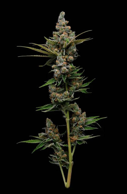 Guava Slushy (Guava Fig x Hazy Kush) 5 seeds + 2 freebies