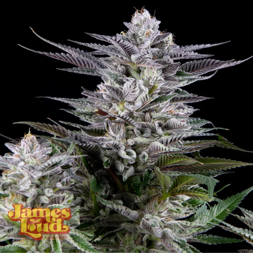 Gee Zee [Z x Grape Gas] 3 seeds
