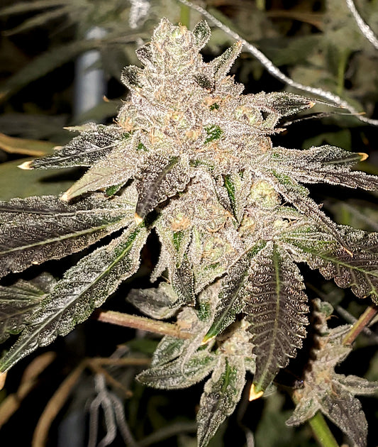 Gelato Sundae (Gelato #33 x Sundae Driver) 3-Pack