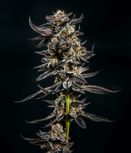 Gelatomo (Gelato #33 x GMO Cookies) 3-Pack