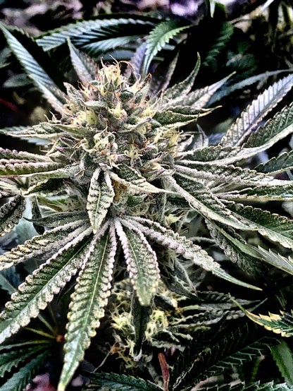 Gelatomo (Gelato #33 x GMO Cookies) 3-Pack