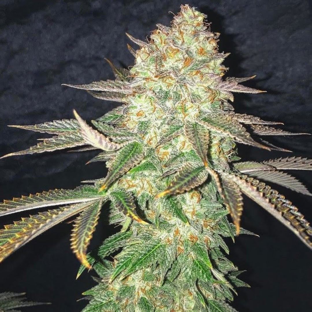 Spooky OG (Kosher Kush x Kosher Kush) 5 seeds - Pure Instinto