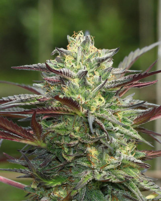 G. S. Cookies Fem (Matanuska x G.S. Cookies) 5-Pack