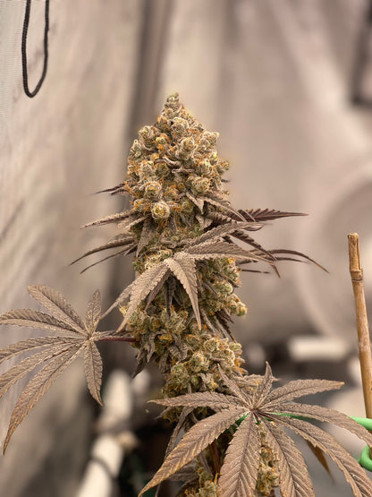 Mello Nilla (Marshmallow OG x Banana Butter Cups) 5-Pack + 2 Red Hot Violet