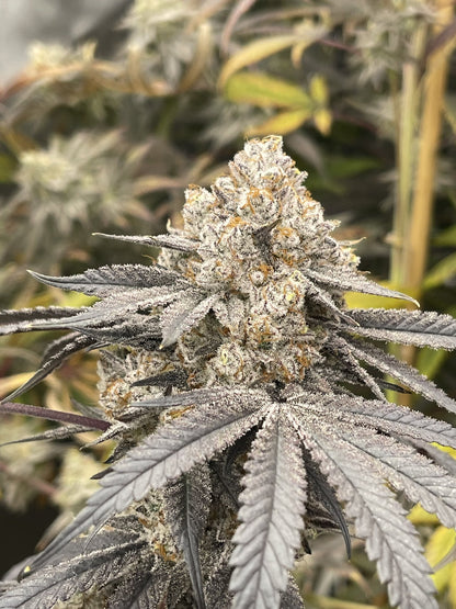 Mello Nilla (Marshmallow OG x Banana Butter Cups) 5-Pack + 2 Red Hot Violet