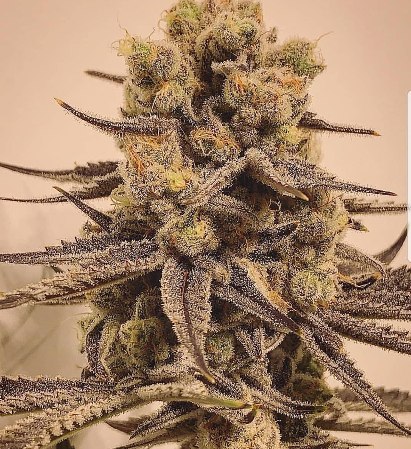 Grape Marmelade (Grape Pie x Platinum) 3 seeds