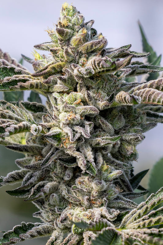 Grape Lobster (Grape Lyfe 29 x Blue Lobster) 7-Pack