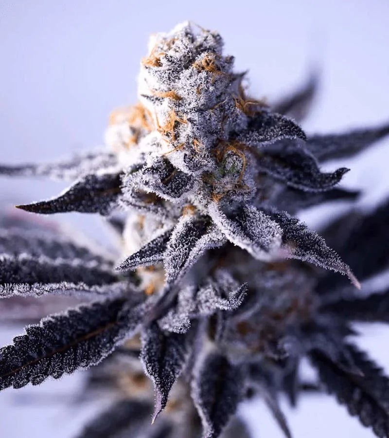 Hazy Girl (Platinum GSC x Hazy Kush) 5 seeds + 2 freebies