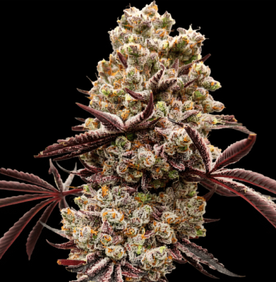 Hokuzan [(Slapz x Grapes N Cream) x WB Bubba] 5 seeds