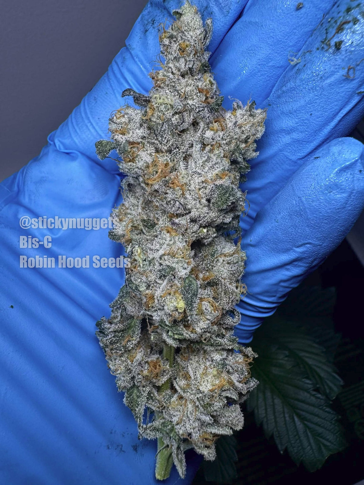 Bis-C (Biscotti x Emergen-C) 5 seeds