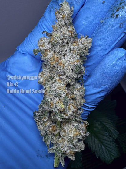 Bis-C (Biscotti x Emergen-C) 5 seeds