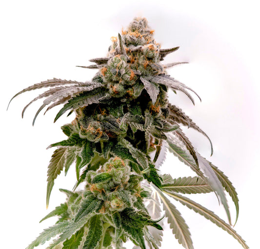 Wildberry Runtz #10 F2 (Runtz x Purple Punch) 5 seeds