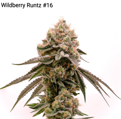Wildberry Runtz #10 F2 (Runtz x Purple Punch) 5 seeds