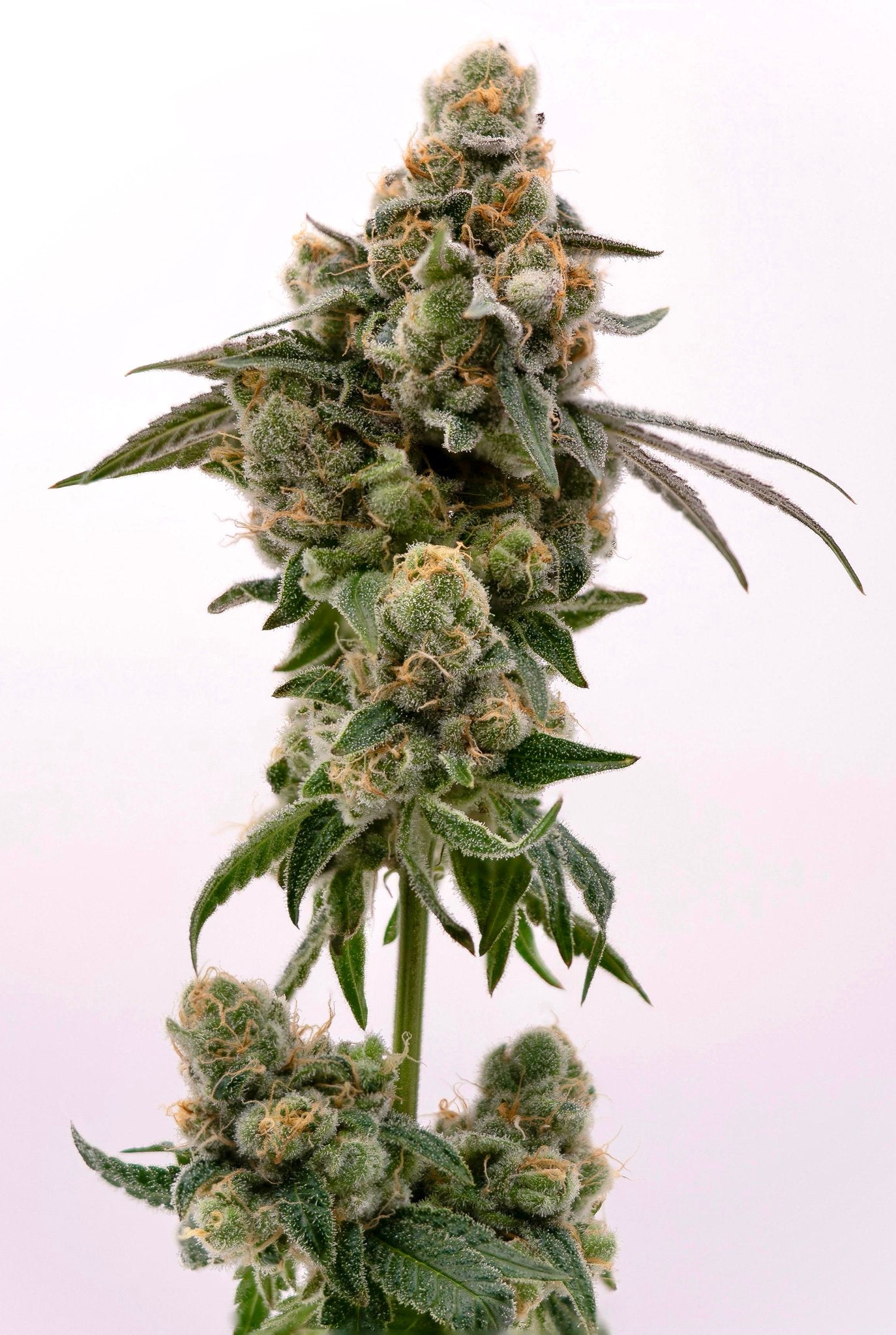 Wildberry Runtz #4 F2 (Runtz x Purple Punch) 5 seeds