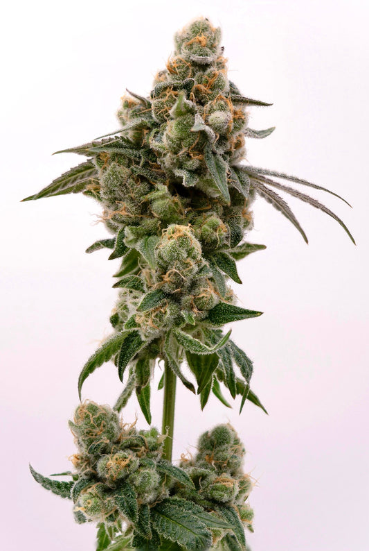 Wildberry Runtz #4 F2 (Runtz x Purple Punch) 5 seeds