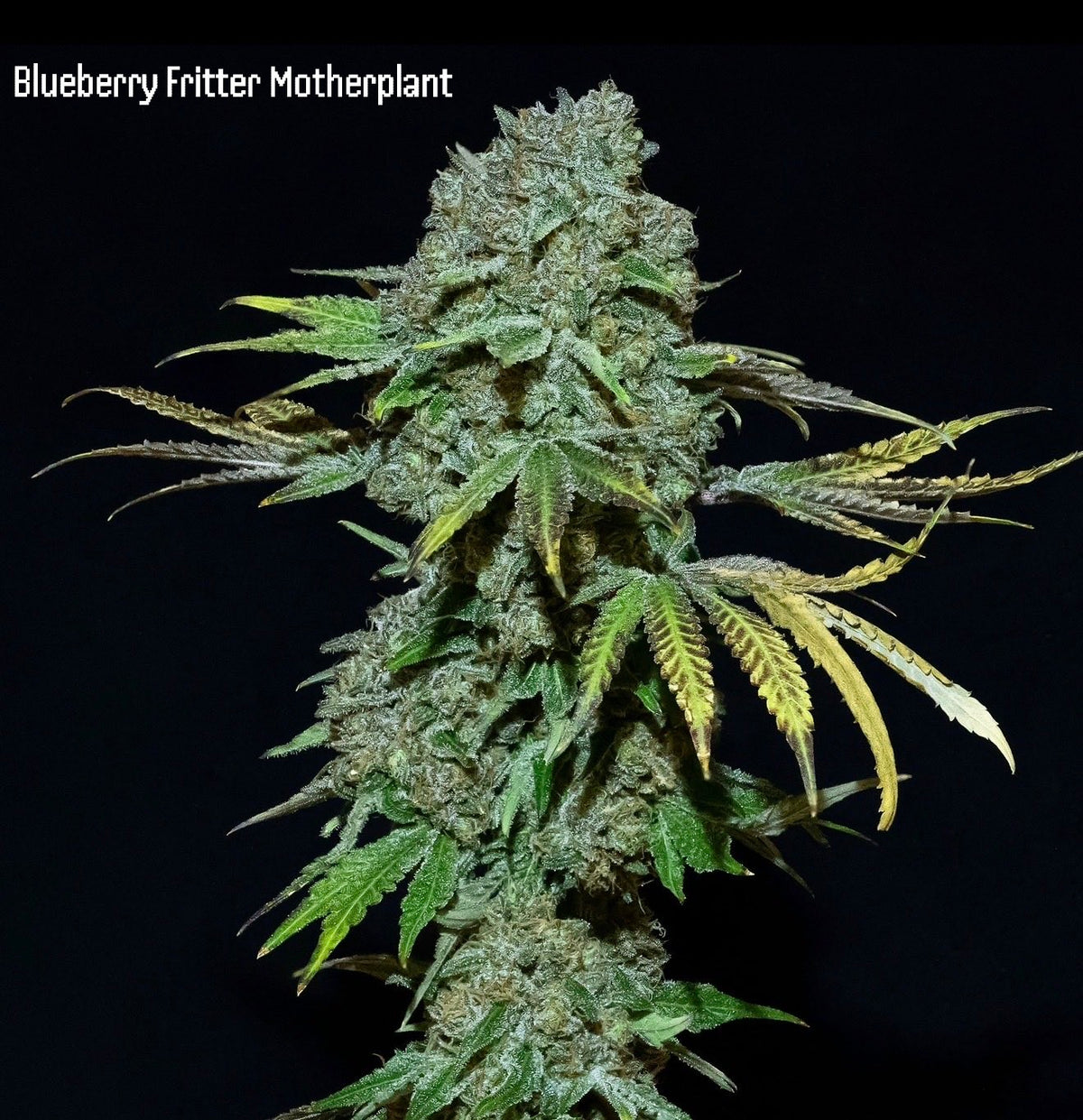 Ocean Drizzle (Blueberry Fritter x Ocean Fruit) 5 seeds
