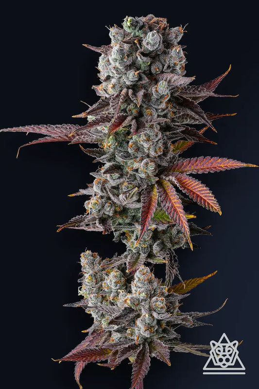 Hawaiian Sunkist (Aloha Limone x Grape Gas) 7-Pack