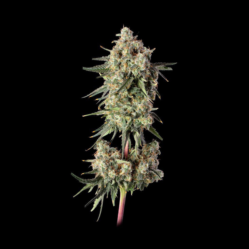 Haze Burger (Donny Burger x Super Lemon Haze #119) 3 seeds