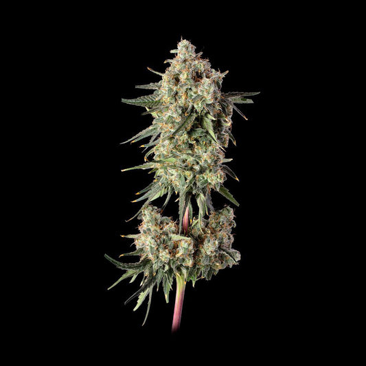 Haze Burger (Donny Burger x Super Lemon Haze #119) 3 seeds