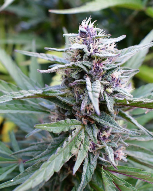 Hi-Biscus Fem (Zkittles x Blueberry Muffin) 5-Pack