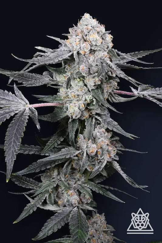 High Society (Biscotti x Jet Fuel Gelato) 5-Pack