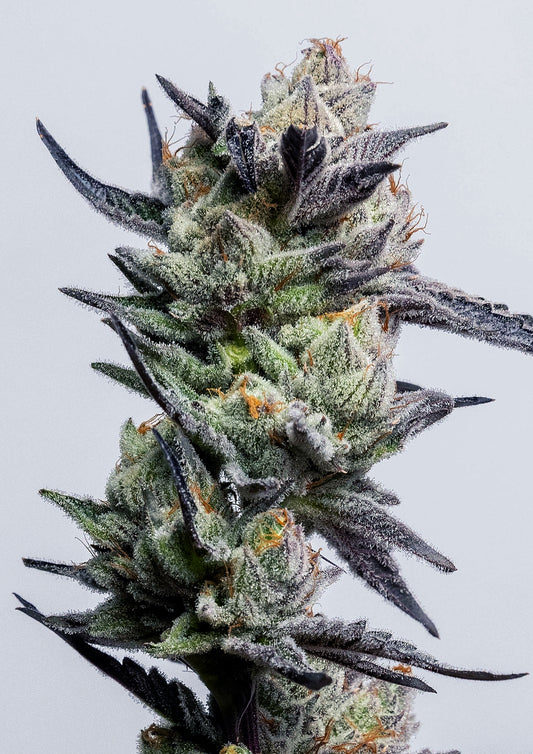 Huckleberry Punch (Purple Punch x Platinum Huckleberry Cookies) 3-Pack