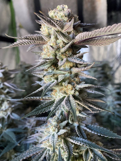 Huckleberry Punch (Purple Punch x Platinum Huckleberry Cookies) 3-Pack