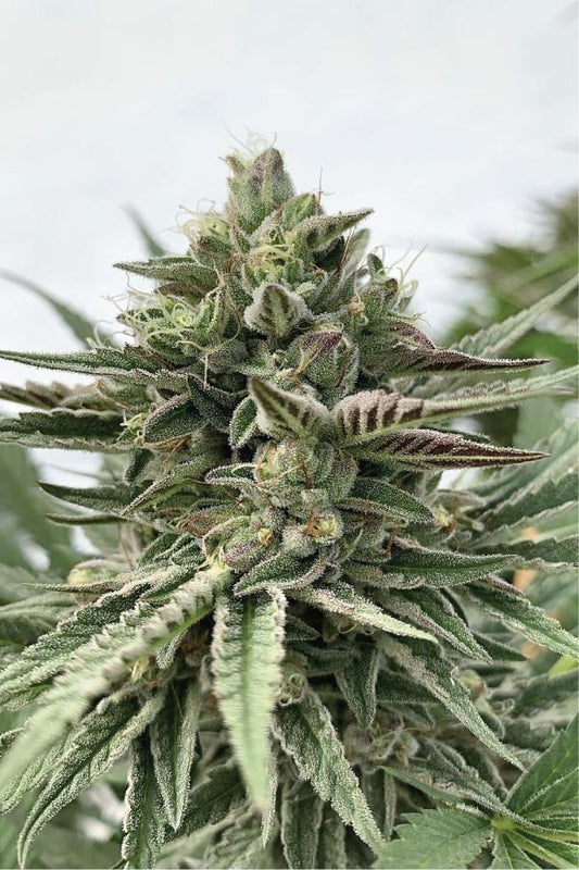 Humboldt Pound Cake Fem (Notorious THC x Wedding Cake) 5-Pack