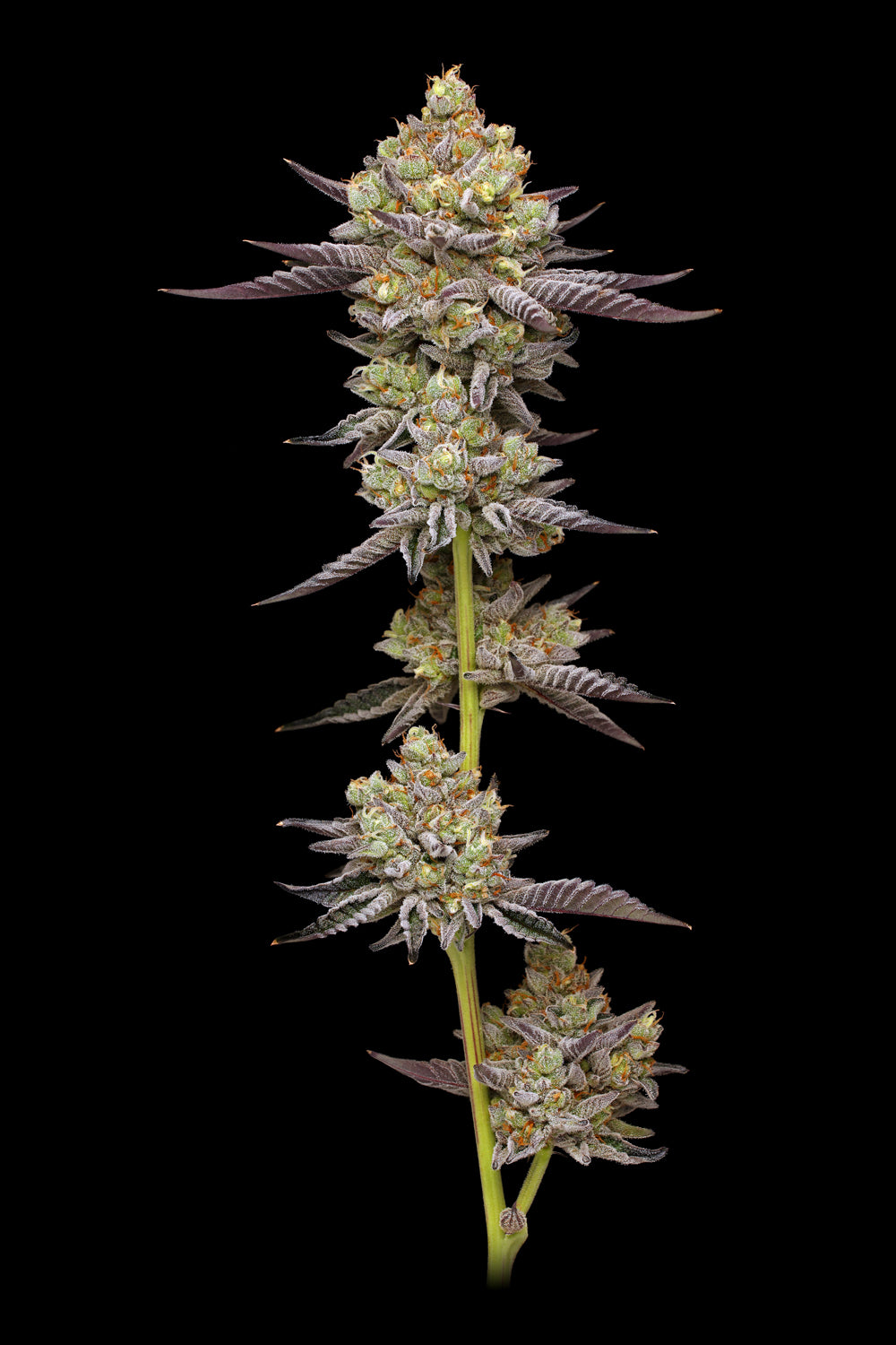 Hyper Za (Farmers Daughter x Wedding C. x Poddy Mouth x (NF15 S2)) 5 seeds