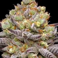 Hyper Za (Farmers Daughter x Wedding C. x Poddy Mouth x (NF15 S2)) 5 seeds