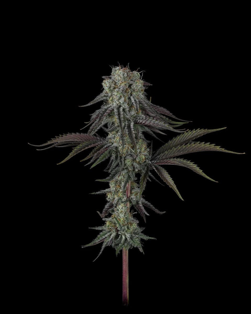 Cherry Punch x WB Bubba 5 seeds